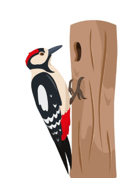 0602edz2-fe22-238x352.png