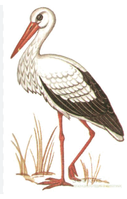 0602edz5-72dc-257x404.png