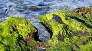 Водорості (НУШ)