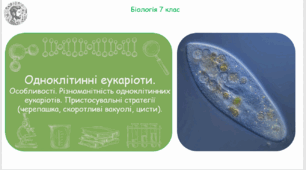 Урок на тему "Одноклітинні еукаріоти. Особливості. Різноманітність одноклітинних еукаріотів. Пристосувальні стратегії (черепашка, скоротливі вакуолі, цисти)" (Конспект, презентація, робочі аркуші)
