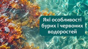 §14 Які особливості бурих і червоних водоростей
