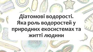 §15 Діатомові водорості. Яка роль водоростей у природних екосистемах та житті людини