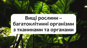 §16 Вищі рослини – багатоклітинні організми з тканинами та органами