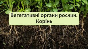 §17 Вегетативні органи рослин. Корінь