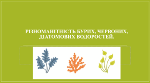 Презентація "Різноманітність бурих, червоних, діатомових водоростей."