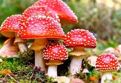 0602exxe-dd83-240x166.webp
