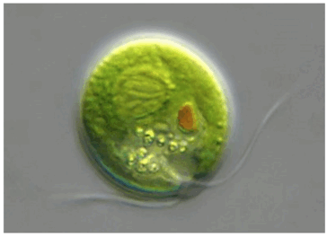0602f32l-6639-364x264.png