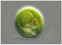 0602f3ap-82dd-257x186.png