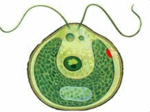 0602f6r0-757e-300x224.png