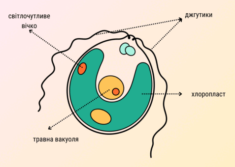 0602fd0o-7b85-477x340.png