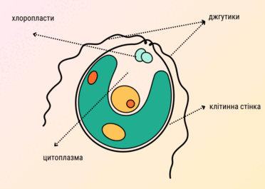 0602fd3t-7630-372x265.png