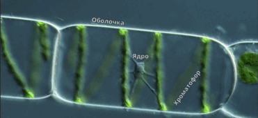 0602fddr-3564-371x171.png