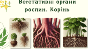 Самостійна робота з теми: Вегетативні  органи  рослин. Корінь.