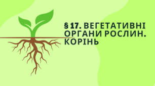 Вегетативні органи рослин. Корінь 7 клас НУШ