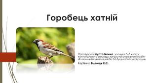 Презентація "Горобець хатній"