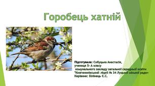 Презентація "Горобець хатній"
