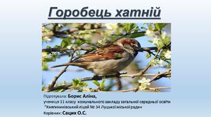 Презентація "Горобець хатній" (Борис Аліна)