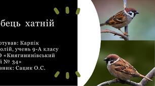 Презентація "Горобець хатній"  Карпік Анатолій