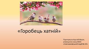 Презентація на тему: «Горобець Хатній» (Круглій Марія)