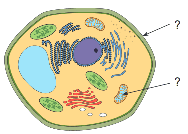 0602fs7i-0877-377x269.png