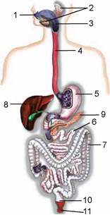 0602ftla-3853-156x305.jpg