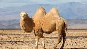 BACTRIAN: Yes, what do we know about camels? - YouTube