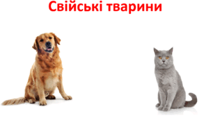 Свійські тварини