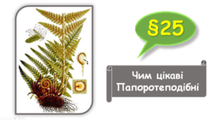   7 клас НУШ. Чим цікаві Папоротеподібні