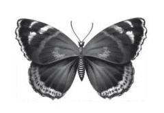 0602fzdb-d0e0-240x166.png
