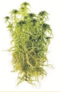 0602g0tq-6545-122x185.png