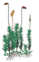 0602g0tz-2dd0-125x198.png