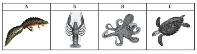 0602gb1v-778d-667x184.png
