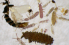 0602goe4-4411-137x90.png