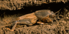 0602gogy-c465-220x109.png