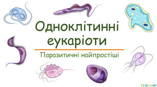 Паразитичні одноклітинні евкаріоти. 