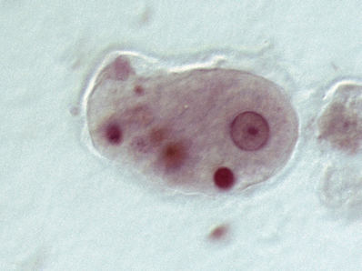0602gr54-bbef-398x298.png