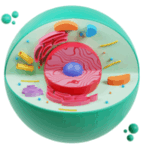 0602gstp-355b-152x149.png