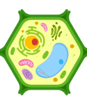 0602gsty-9098-125x141.png