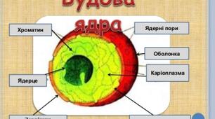ЦИТОПЛАЗМА ТА ОСНОВНІ КЛІТИННІ ОРГАНЕЛИ. ЯДРО: СТРУКТУРНА ОРГАНІЗАЦІЯ ТА ФУНКЦІЇ.