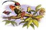 Poor little birdie teased by Richard Doyle.jpg