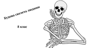 Будова скелета людини 