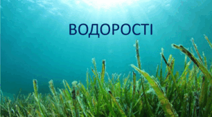 Водорості - нижчі рослини.