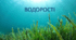 Водорості - нижчі рослини.