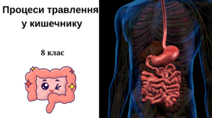 Процеси травлення у кишечнику. Виведення з організму неперетравлених решток