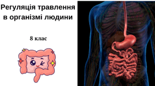 Регуляція процесів травлення в організмі людини. Харчові розлади, профілактика захворювань травної системи. 