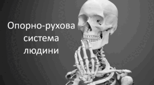 Опорно-рухова система людини.