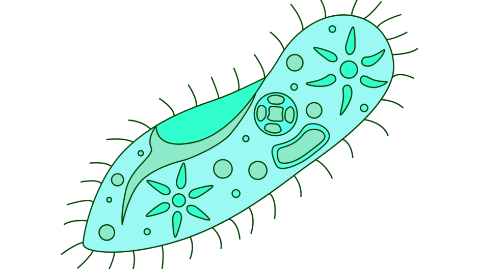 0602hilk-dc2d-940x529.png