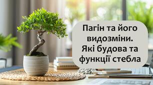 §18 Пагін та його видозміни. Які будова та функції стебла