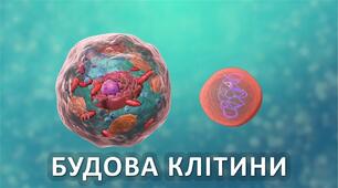 Органели клітини. Завдання для перевірки та закріплення знань. 7 клас НУШ