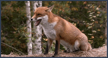0602hld4-f406-217x118.gif
